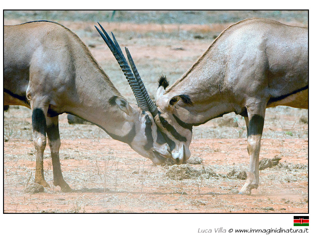 Orice beisa - Oryx beisa